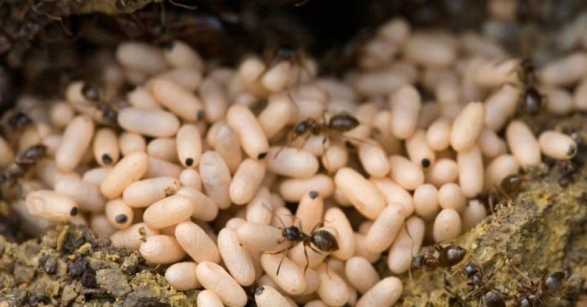 Karınca Yağı Nasıl Kullanılır?