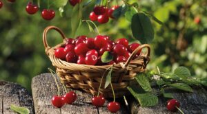 visnenin faydaları nelerdir