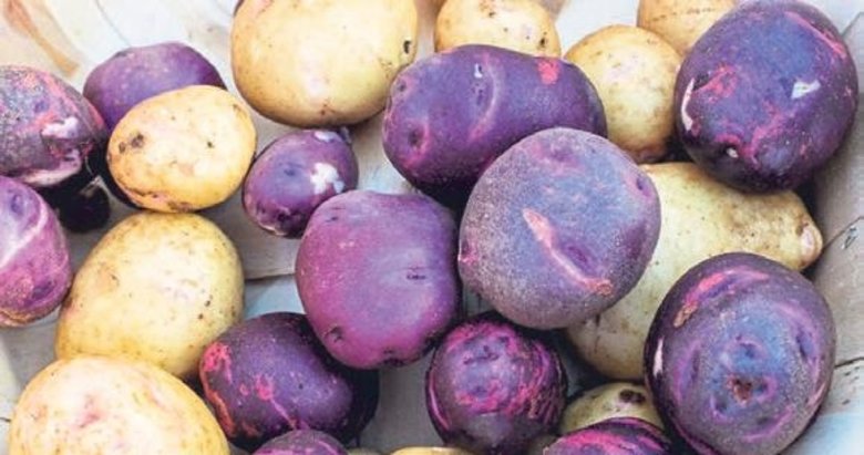 Japonları Ömrü Uzatan Sırrı Mor Patatesi Faydaları Saymakla Bitmiyor